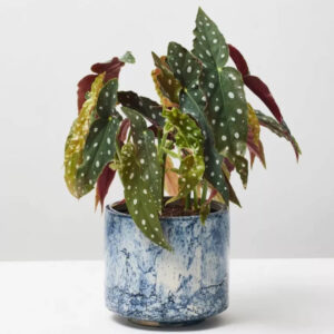 Chinese Evergreen Crete